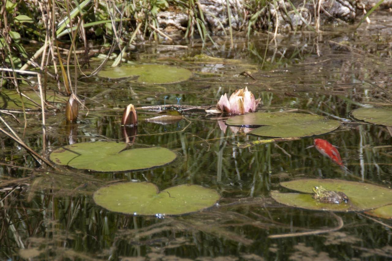Вілла Au Jardin De La Marquetterie Cigogne Екстер'єр фото